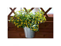 Image result for foto Vitálka