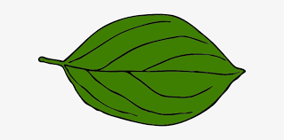 Download green leaves images and photos. Dark Green Leaf Clipart Leaf Drawing Clip Art Transparent Png 600x327 Free Download On Nicepng