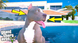 Yavru Pitbull Terminator Buyuyor Ve Yetiskin Oluyor Gta 5 Youtube