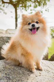 This list shares the pros and cons of 20 of the top toy breeds. 15 Cute Miniature Dog Breeds Best Toy Dog Breed List