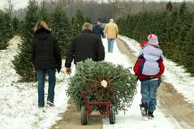 Pining for the perfect tree? Home Ri Christmas Tree Growers Association