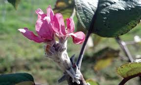 We did not find results for: Are Fall Blooming Apples Curiosity Or Concern Good Fruit Grower