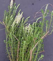 Image result for Hebenstretia