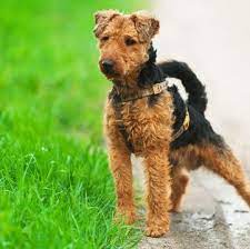 Check spelling or type a new query. Welsh Terrier Puppies For Sale Adoptapet Com