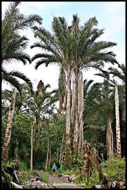 Image result for Raphia australis