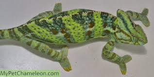 They are territorial and their instinct is to put on threat. The Cost Of A Chameleon How Much Time Effort And Money Does It Take