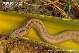 Female Antiguan Racer In Agave Plant The Antiguan Racer Is A Species Of Snake Once Believed To Be Extinct Before Being Redis Bird Island Agave Plant Species