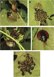 Image result for Fernandoa abbreviata