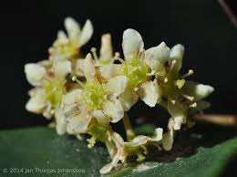 Image result for Pterocelastrus