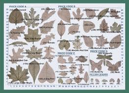 Gorgeous Oak Leaf Identification Chart Plant Identification