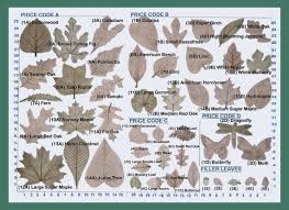 gorgeous oak leaf identification chart plant identification