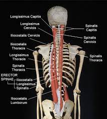 Neuron Anatomy In 2021 Human Body Anatomy Massage Tips Body Anatomy