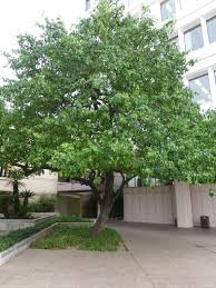 Image result for Pycreus cuanzensis