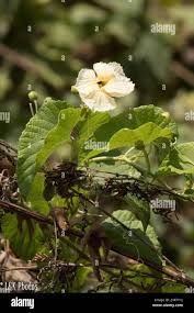 Image result for Momordica foetida