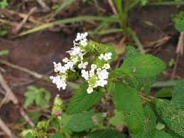 Image result for Lantana rugosa