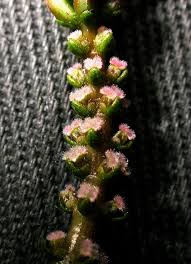 Image result for Haloragaceae