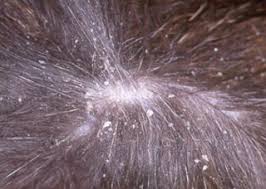 Image result for what do Cheyletiella look like in dog fur