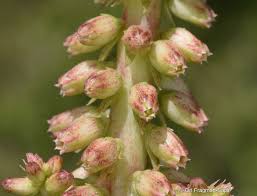 Image result for Umbilicus botryoides