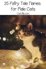 50 Adorable Fairy Tail Cat Names Pun Intended In 2021 Cat Names Fairy Tail Cat Cute Cat Names