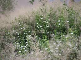 Image result for Barleria oxyphylla