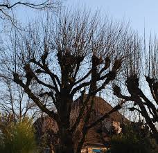 Das seinen nutzern bietet maximale funktionalität, die suche nach kontakten und diskussionen in echtzeit über unsere website zu vereinfachen ermöglicht ihnen, ihre seelenverwandten zu finden und beziehungen. Les Arbres Du Vesinet Syndicat D Initiative Et De Defense Du Site Du Vesinet