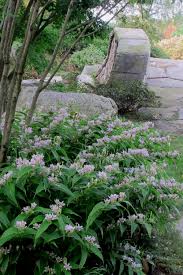 Image result for Hippocratea ritschardii