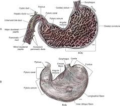 The corpus spongiosum is a vascular tissue sleeve surrounding the urethra. Stomach Veterian Key