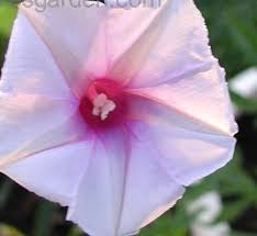 Image result for Ipomoea turbinata