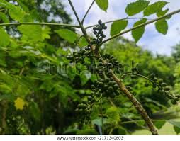 Image result for Brucea