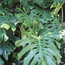 23 Of Our Favorite Low Light Houseplants Indoor Plants Low Light Low Light Plants Indoor Plants