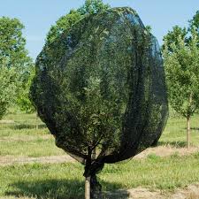 Top 10 plants for patios. Premium Bird Netting Gardens Alive