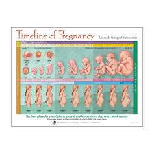 exact fetus growing chart pragnancy chart baby gestation