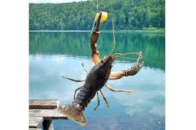 Antara makan kegemaran lat, pantang campak memang berebut nak makan. Memancing Udang Kara Air Tawar Media Permata Online
