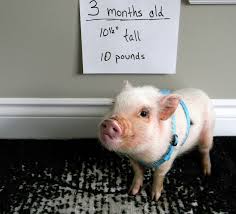 Mini Pig Oscars 3 Month Weigh In Life With A Mini Pig