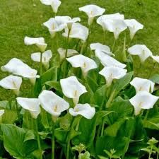Image result for Zantedeschia aethiopica