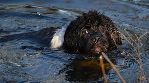 Look at pictures of newfoundland puppies and dogs. The Newfoundland The Only Guide You Ll Need To This Brave Sweet Giant Animalso