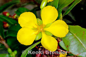 Image result for Ochna oxyphylla