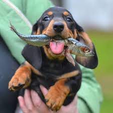 Feed Pet Purveyor Dachshund Puppies Baby Dachshund Dachshund Dog