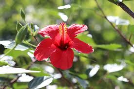 Zugleich macht sich der straucheibisch hervorragend auf desserts, sodass sie die dekoration sorgenfrei essen können. Hibiskus Pflege Anleitung Als Garten Und Zimmerpflanze