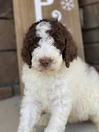 Bernedoodle puppy for sale near georgia, aragon, usa. Bernedoodle Puppies For Sale Fayetteville Nc 344905
