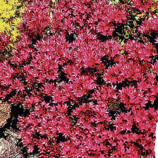 Once fall arrives, the leaves turn burgundy and stay that way throughout the winter. Dragon S Blood Sedum Seeds Discontinued Ne Seed