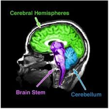 Entdecke rezepte, einrichtungsideen, stilinterpretationen und andere ideen zum ausprobieren. The Brain Psyc 100 Principles Of Psychology F20