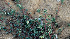 Image result for Corrigiola