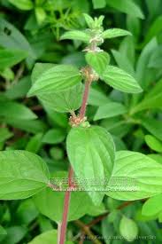 Image result for Pouzolzia