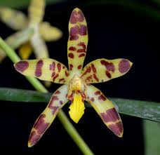 Image result for Ansellia africana