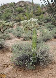 These include national park sites and other cultural attractions. Adaptations Bluebrightly