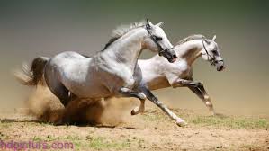 صور حيوانات 2018 خلفيات حيوانات جميلة وصور اجمل الحيوانات Horse Wallpaper Horses Beautiful Horses