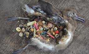 ãbirds eating plastic creative commonsãã®ç»åæ¤ç´¢çµæ