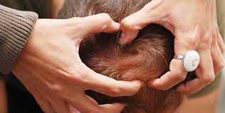 How To Use Olive Oil For Hair Growth