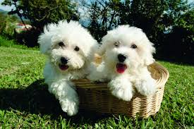 We exclusively raise the bichon/shih tzu cross and are dedicated to sturdy, healthy, happy and mellow companions that will be. 5 Things To Know About Bichon Frise Puppies Greenfield Puppies